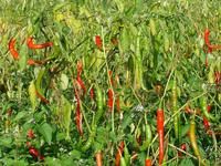 花山自然村辣椒種植業