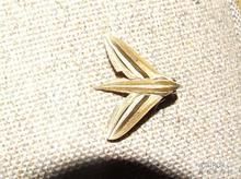 灰翅夜蛾 灰翅夜蛾