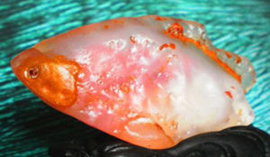 血膽金蓮 血膽金蓮