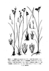 硬稈地楊梅 硬稈地楊梅