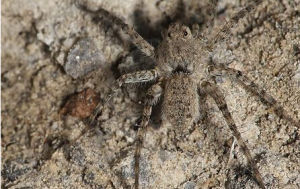 沙地豹蛛 沙地豹蛛