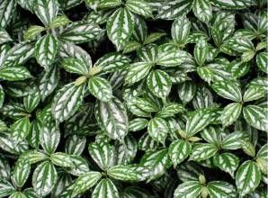 勐海冷水花 勐海冷水花