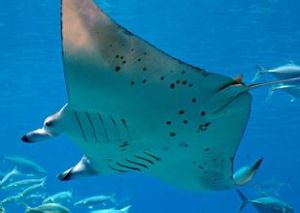 雙吻前口蝠鱝腦 雙吻前口蝠鱝腦