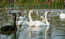 南沙水鳥世界生態園
