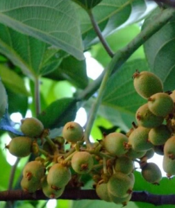 闊葉獼猴桃 闊葉獼猴桃