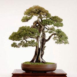 翠竹盆景 翠竹盆景