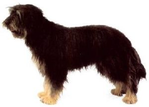 博洛尼亞捲毛獅子犬 博洛尼亞捲毛獅子犬