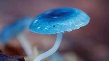 天藍蘑菇