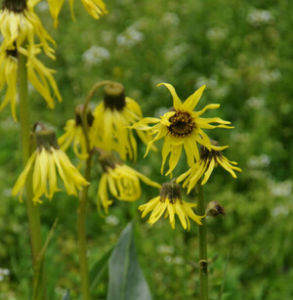 褐毛垂頭菊 褐毛垂頭菊