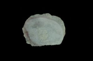 大偏口蛤 大偏口蛤