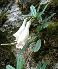 條葉吊石苣苔(變種) 條葉吊石苣苔(變種)