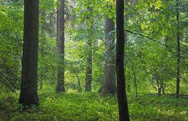 比亞沃維耶扎原始森林 比亞沃維耶扎原始森林