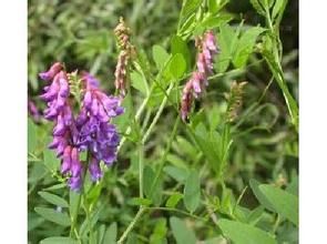 遼野豌豆(變型) 遼野豌豆(變型)