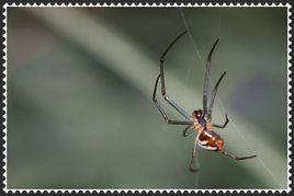 喜蛛[一種長腳蜘蛛別名]