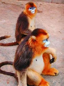 芒康滇金絲猴自然保護區
