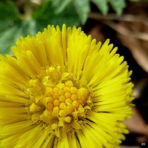 款冬[日本款冬]