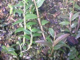 紫皮石斛 紫皮石斛