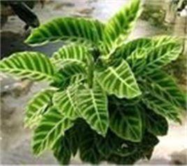 黃金竹芋 黃金竹芋