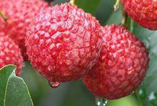 荔枝[水果類植物]