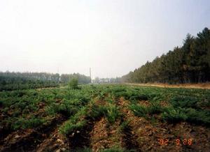 （圖）寶雞市陳倉區中心苗圃