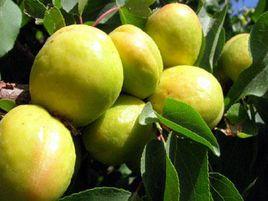 庫車小白杏 庫車小白杏