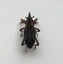 褐色棕櫚象 褐色棕櫚象