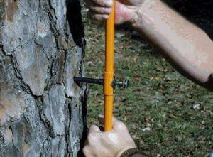 植物生長錐 植物生長錐