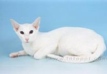 泰國貓 泰國貓