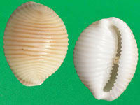 蛹螺 蛹螺