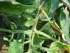 辣椒潰瘍病 辣椒潰瘍病