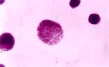 細胞分裂間期 細胞分裂間期