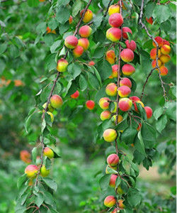 串枝紅杏 串枝紅杏