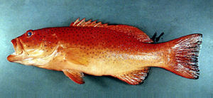 豹紋鰓棘鱸 豹紋鰓棘鱸