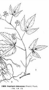 玉葡萄根 玉葡萄根