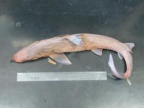 鮑氏沙條鯊 鮑氏沙條鯊