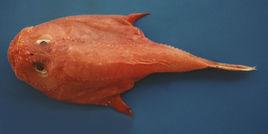 圓頭單棘躄魚 圓頭單棘躄魚