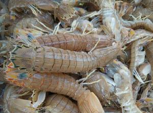 花不來蟲 花不來蟲