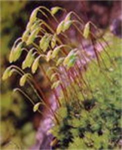卷邊小絹蘚 卷邊小絹蘚