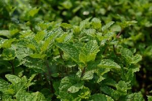 留蘭香[留蘭香]