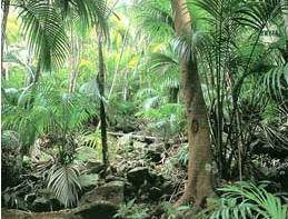 豪勳爵島竹節蟲