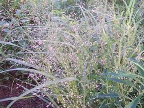 塔克里納克迷魂草 塔克里納克迷魂草