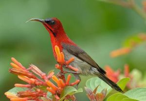 黃腰太陽鳥爪哇亞種