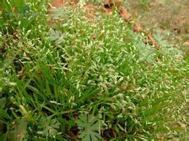 黃色早熟禾 黃色早熟禾