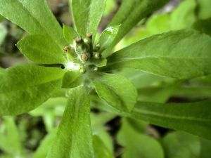 鼠冠黃鵪菜 鼠冠黃鵪菜