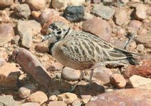 澳洲小嘴鴴 澳洲小嘴鴴