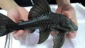 薩氏巴拉圭鯰 薩氏巴拉圭鯰