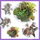 焦作紅香椿 焦作紅香椿