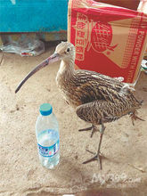 呼蘭區方台鎮高家村村民撿到一隻受傷怪鳥