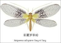 彩翼羅草蛉 彩翼羅草蛉