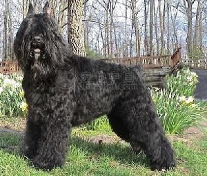 法蘭德斯畜牧犬